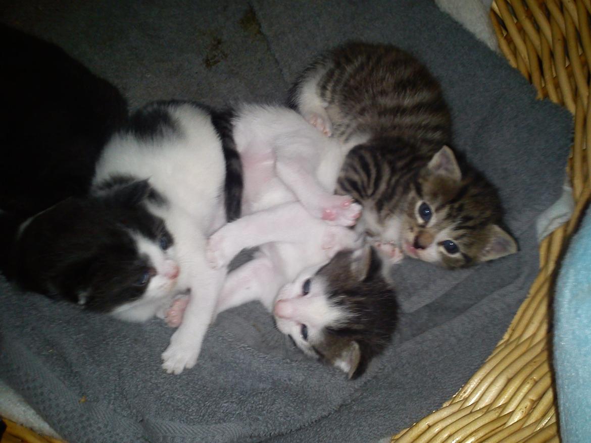 Huskat lennert billede 6