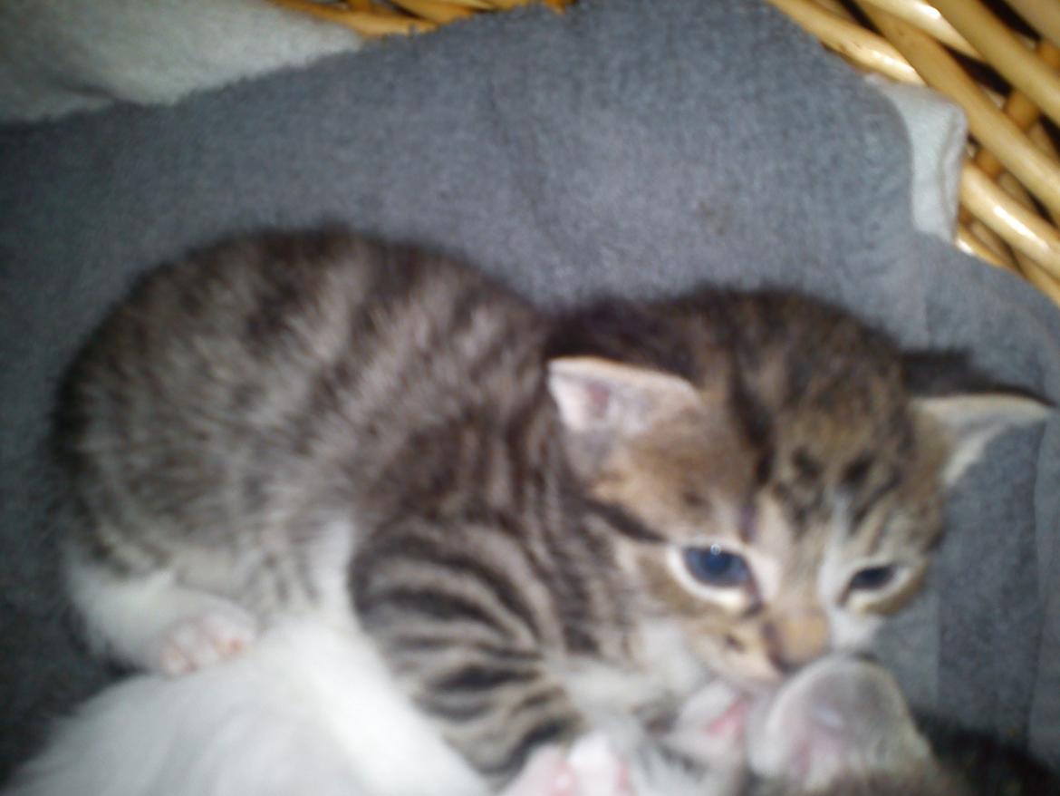 Huskat lennert billede 7