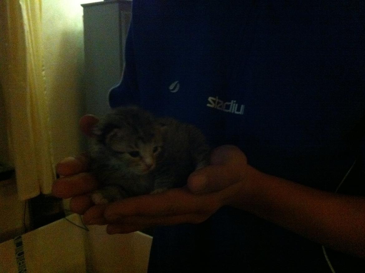 Huskat Misser - Da vi så hende for første gang (: billede 1