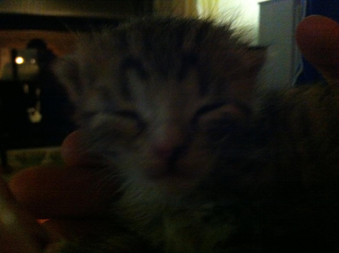 Huskat Misser - Da vi så hende for første gang (:

- Se hendes små øjenbryn :D billede 2