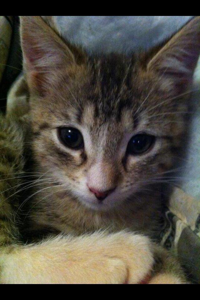 Huskat Misser - Da vi fik hende (: billede 3