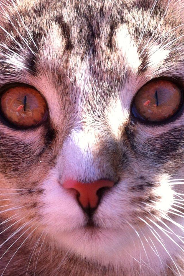 Huskat Misser - Nærbilled af hendes smukke ansigt (: billede 12