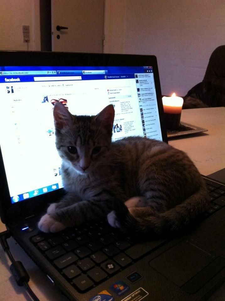Huskat Misser - Der var ikke noget bedre end at ligge på computertastaturet når vi ikke så det :D billede 6