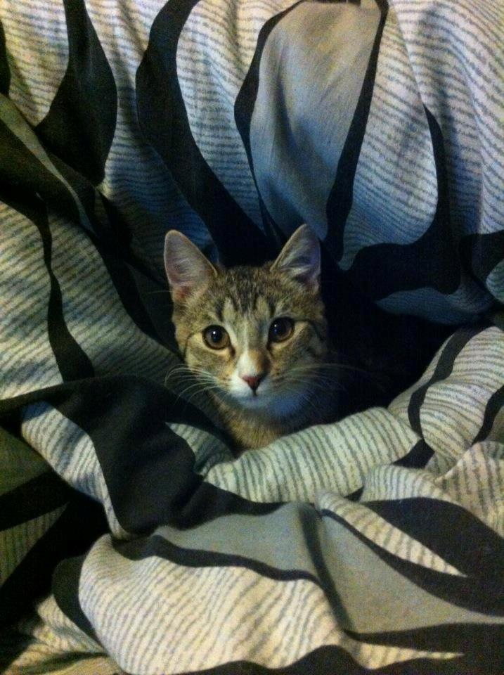 Huskat Misser - Hov! Hun stjal dynen :D
 billede 9