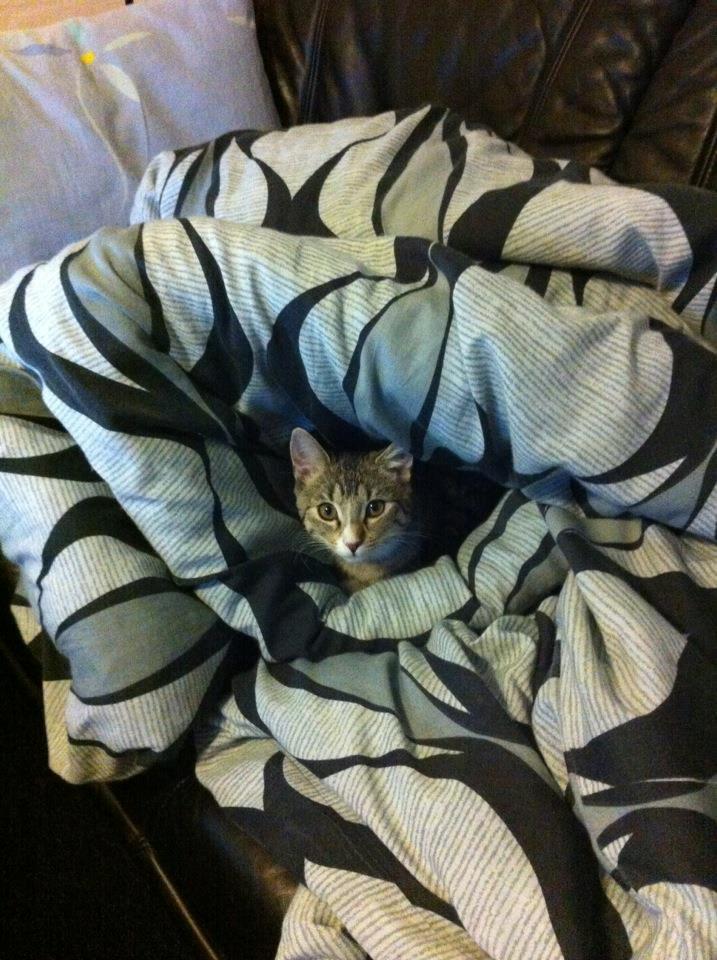 Huskat Misser - Hendes lille hule (: billede 10