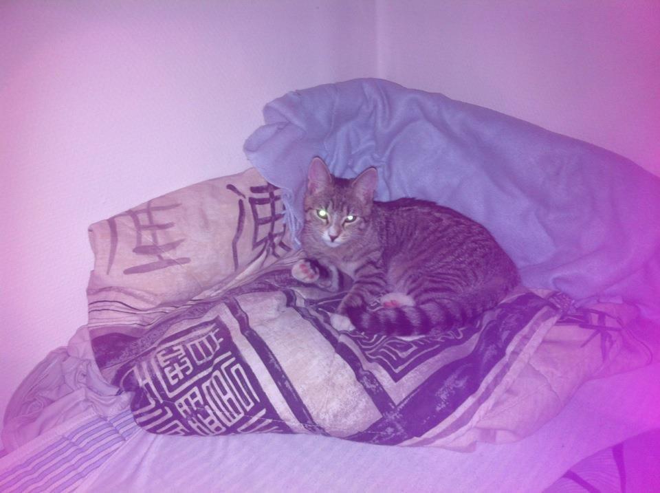 Huskat Misser - Hendes seng i benenden, hvor hun sover HVER nat (: billede 11