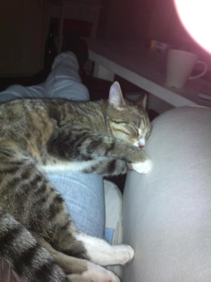 Huskat Misser - Snork.... Blev vidst lidt træt (: billede 13