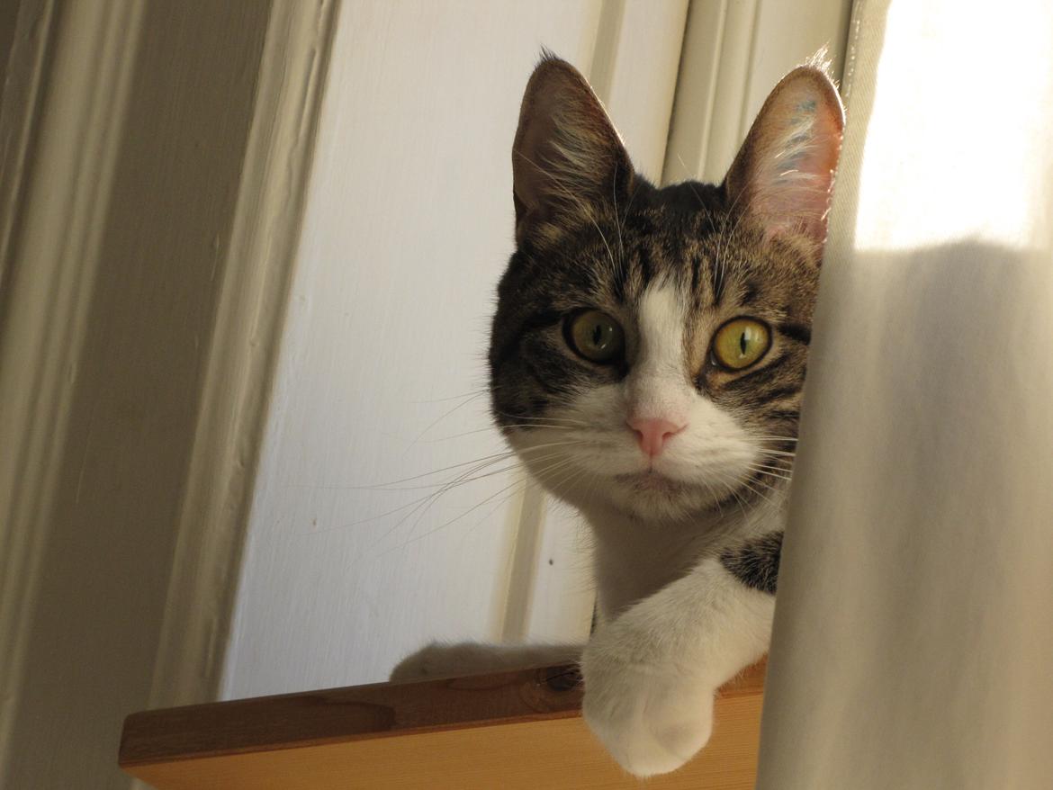 Huskat Sidsel billede 1