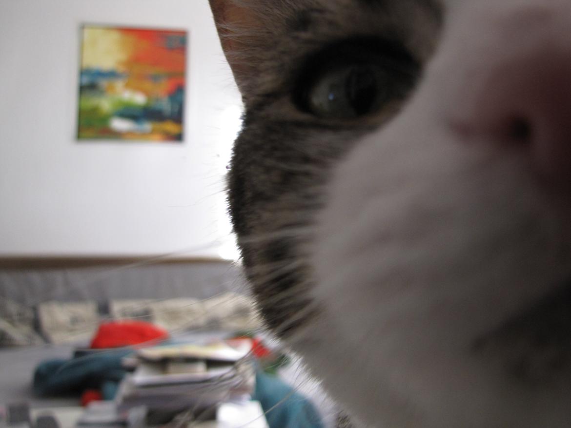 Huskat Sidsel billede 2