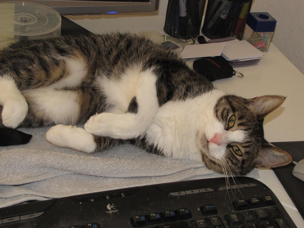 Huskat Sidsel billede 3