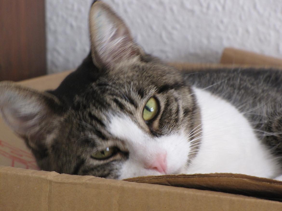 Huskat Sidsel billede 4