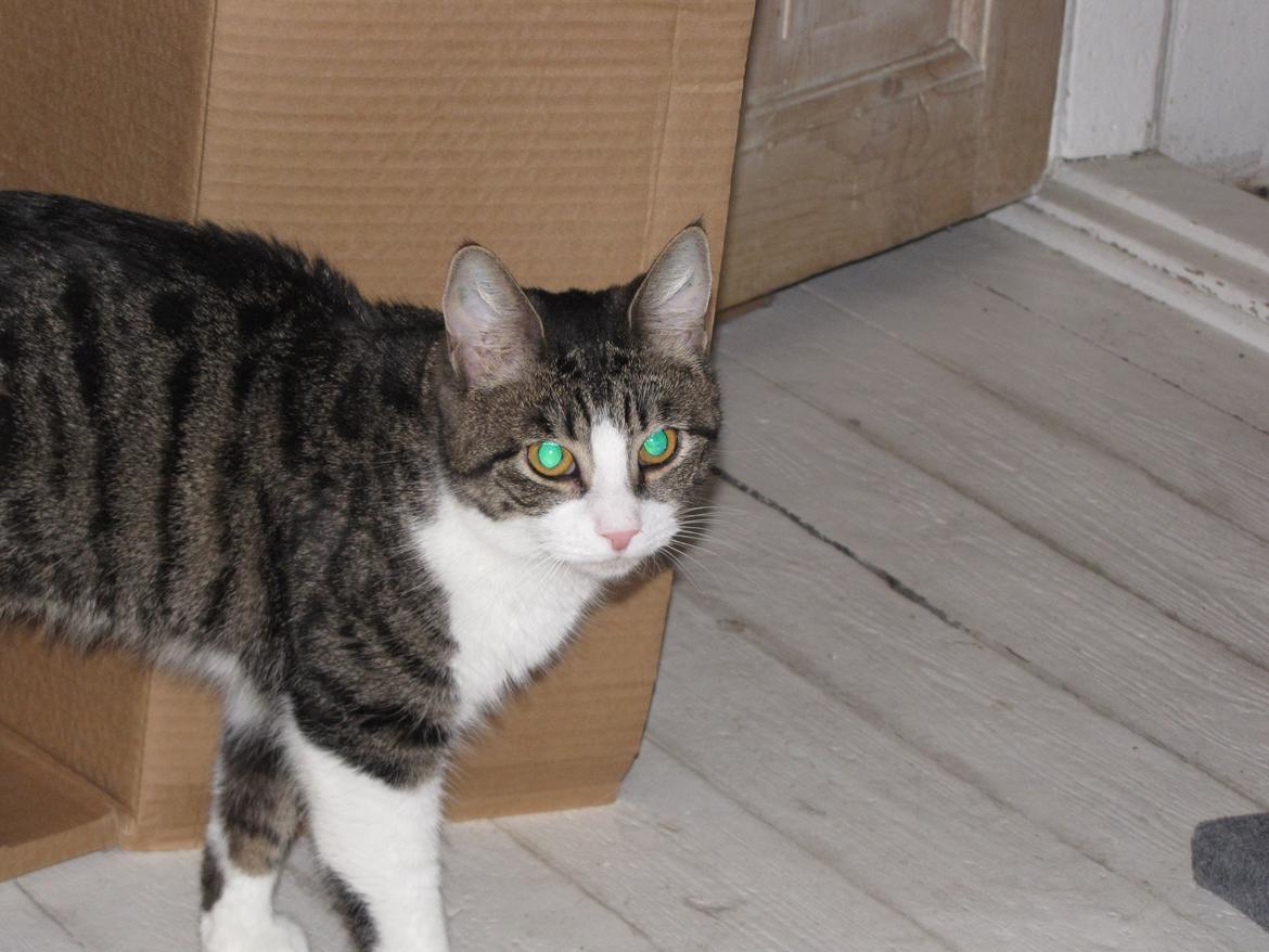 Huskat Sidsel billede 5