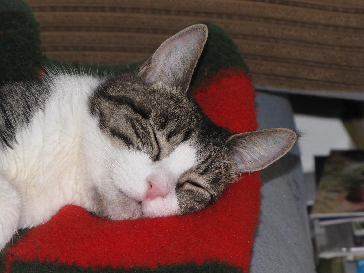 Huskat Sidsel billede 6