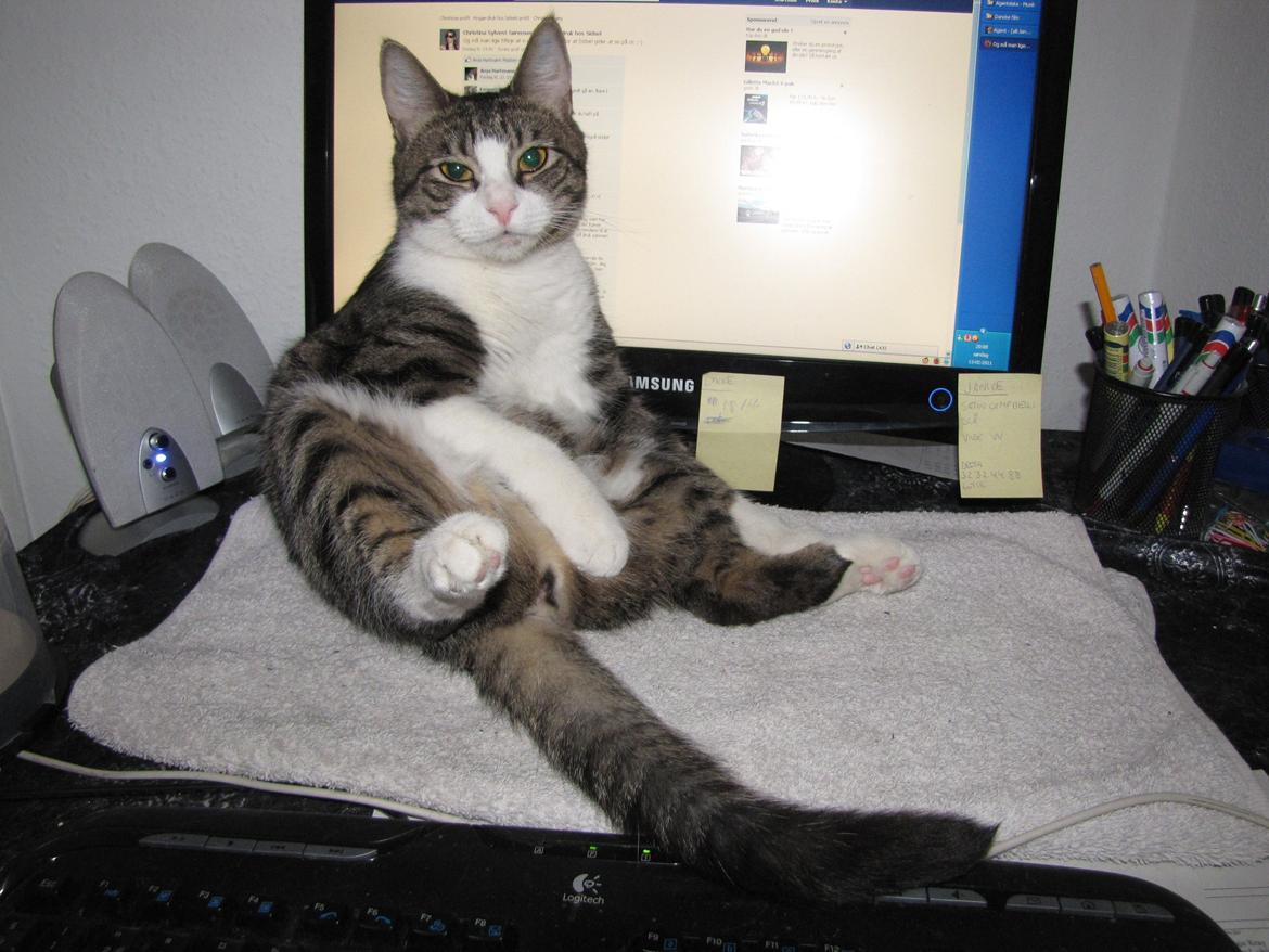 Huskat Sidsel billede 7