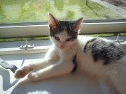 Huskat lennert billede 8