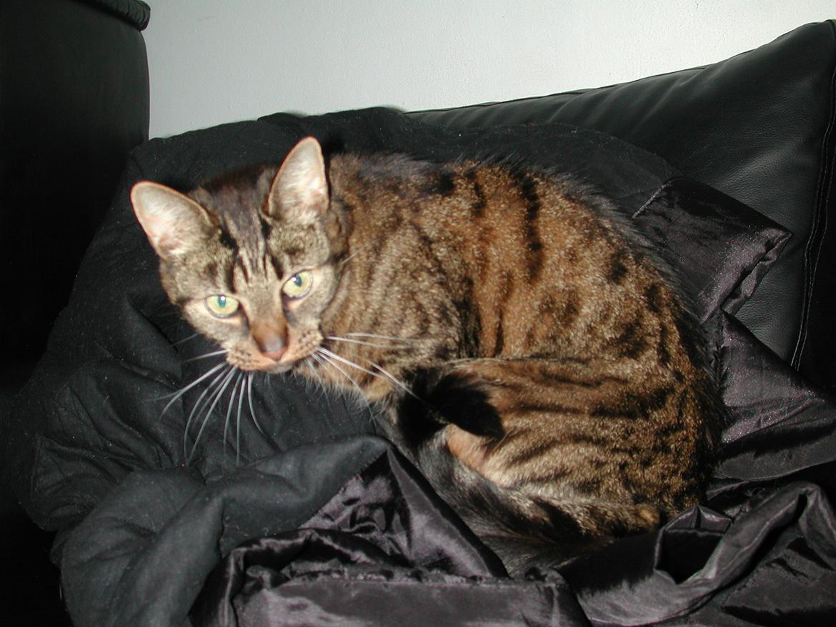 Blanding af racer Fister (hunkat) billede 1