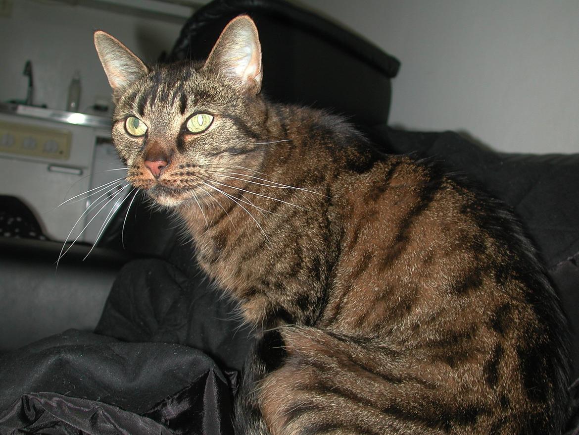 Blanding af racer Fister (hunkat) billede 2