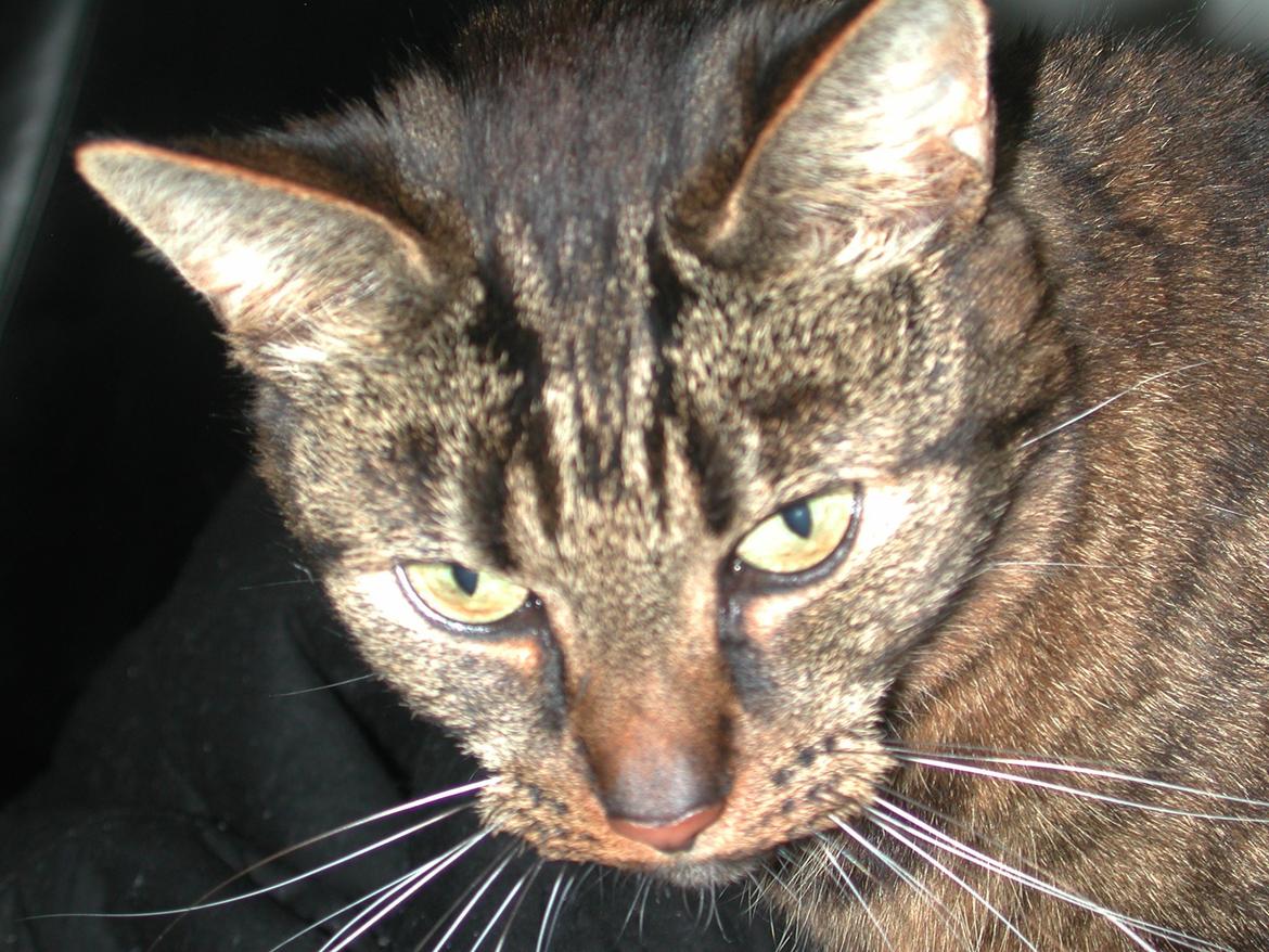 Blanding af racer Fister (hunkat) billede 3