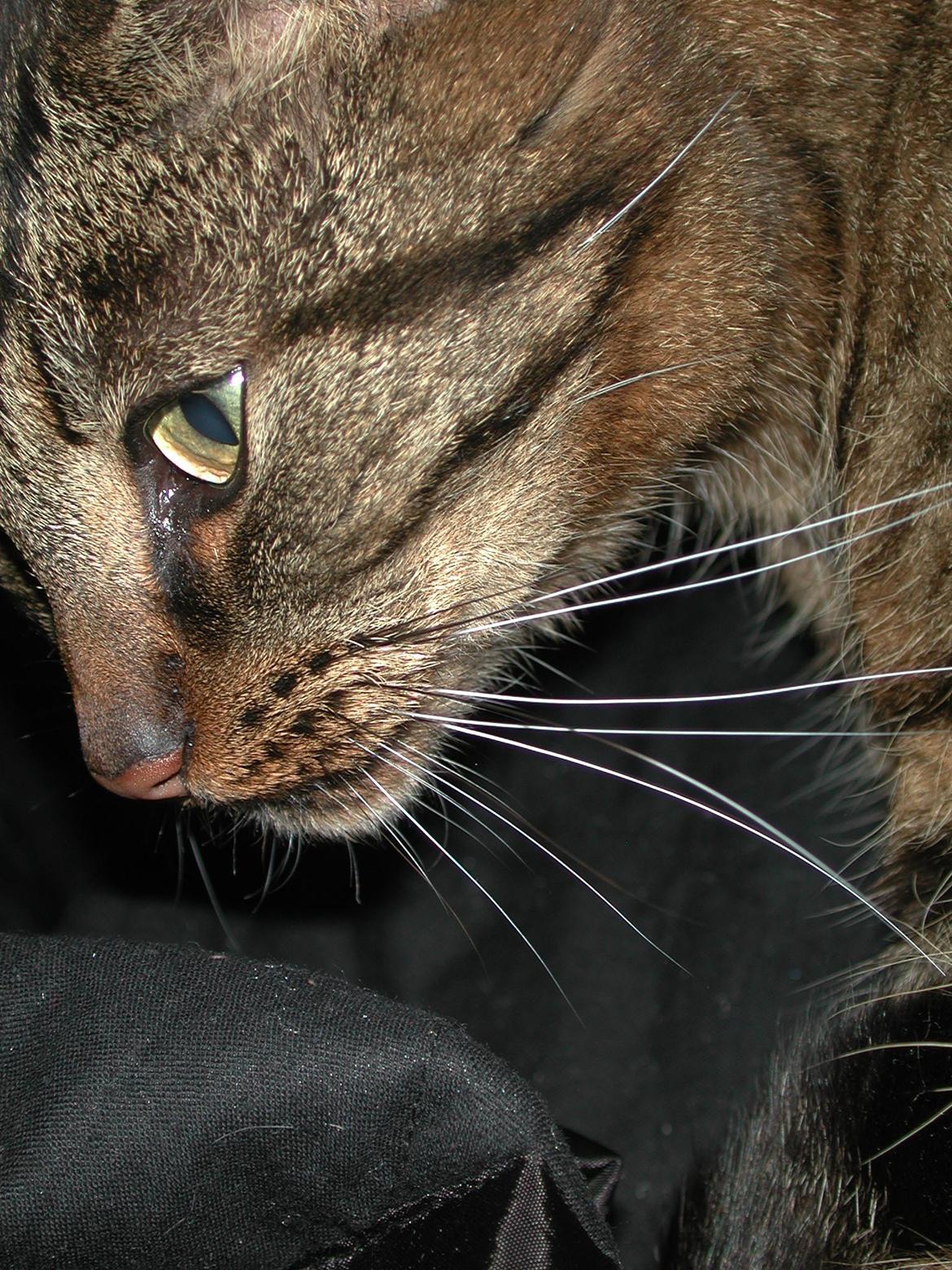 Blanding af racer Fister (hunkat) billede 4