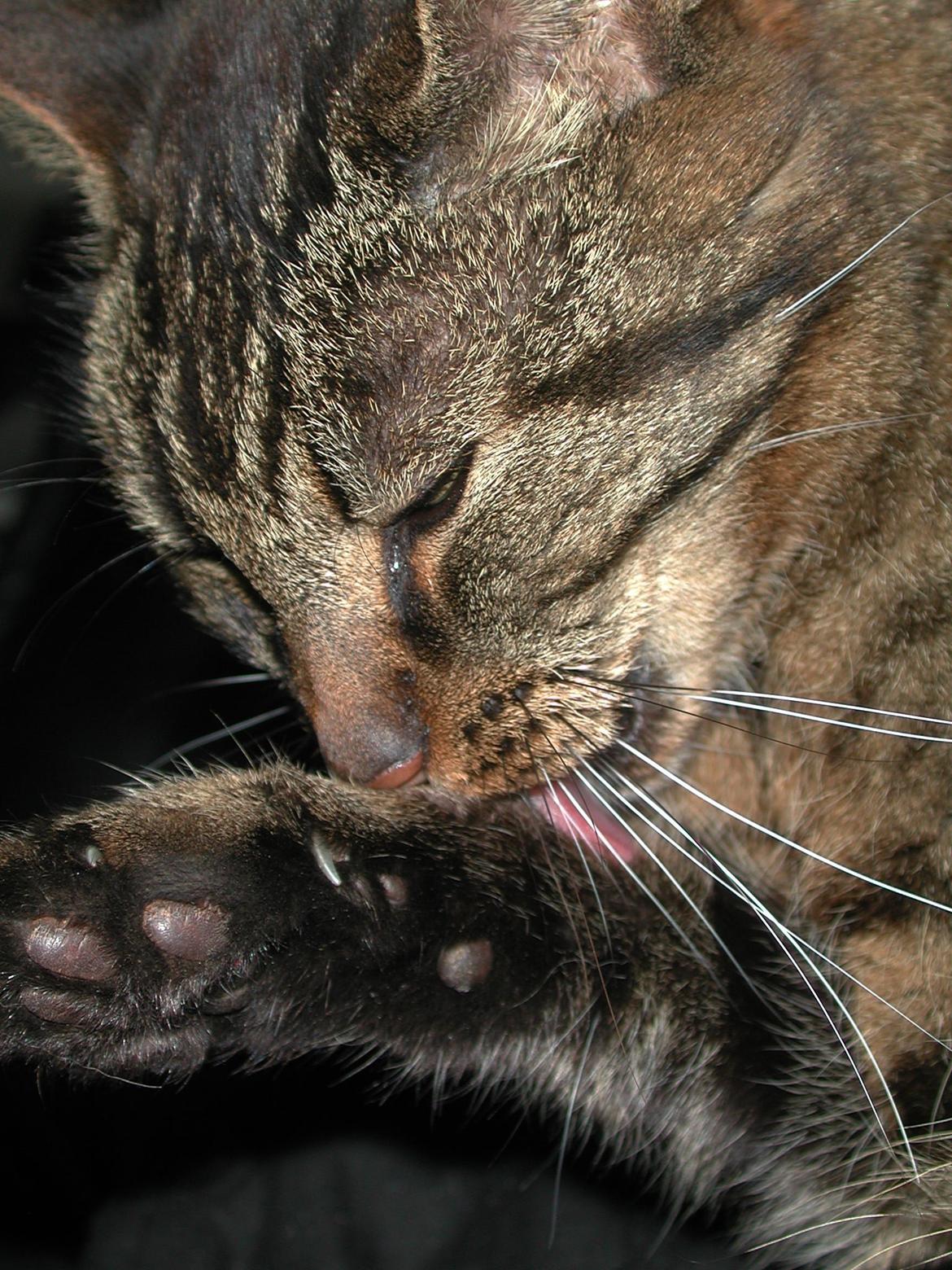 Blanding af racer Fister (hunkat) billede 5