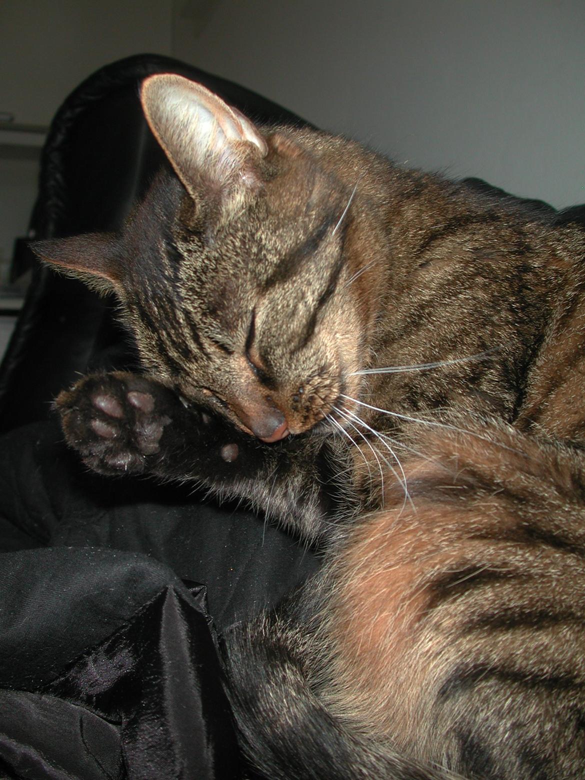 Blanding af racer Fister (hunkat) billede 6