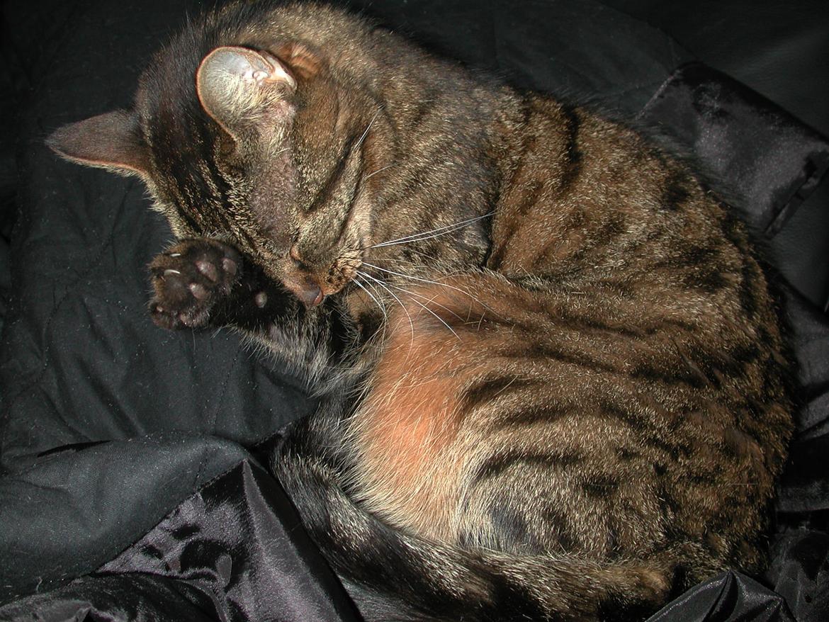 Blanding af racer Fister (hunkat) billede 7