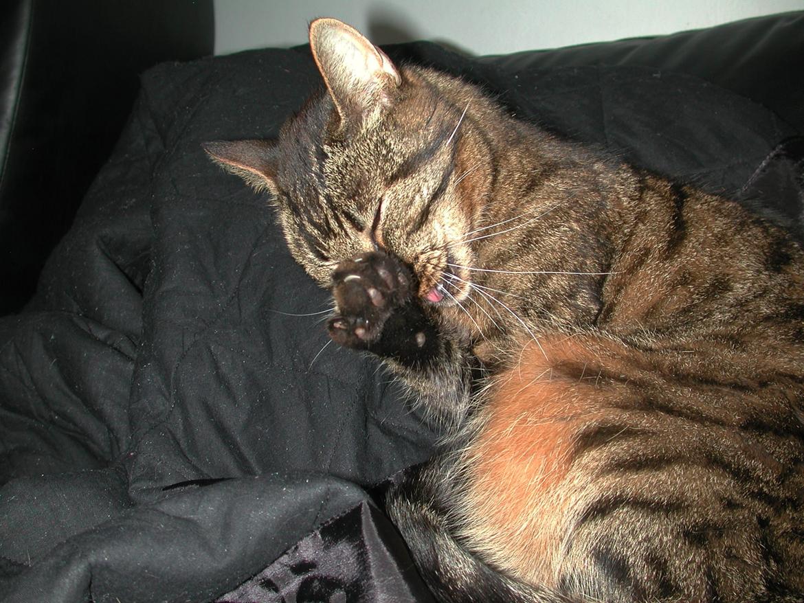 Blanding af racer Fister (hunkat) billede 8