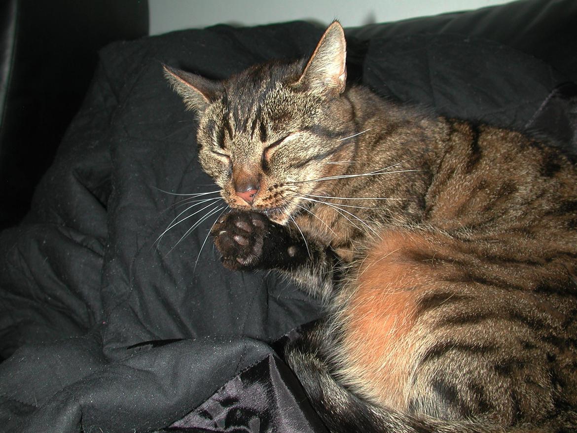 Blanding af racer Fister (hunkat) billede 9