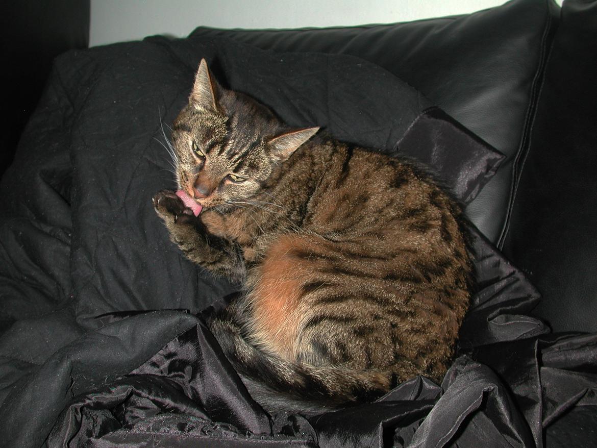 Blanding af racer Fister (hunkat) billede 10