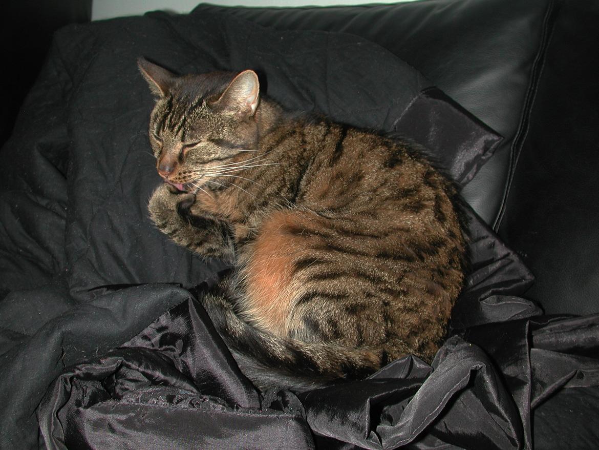 Blanding af racer Fister (hunkat) billede 11