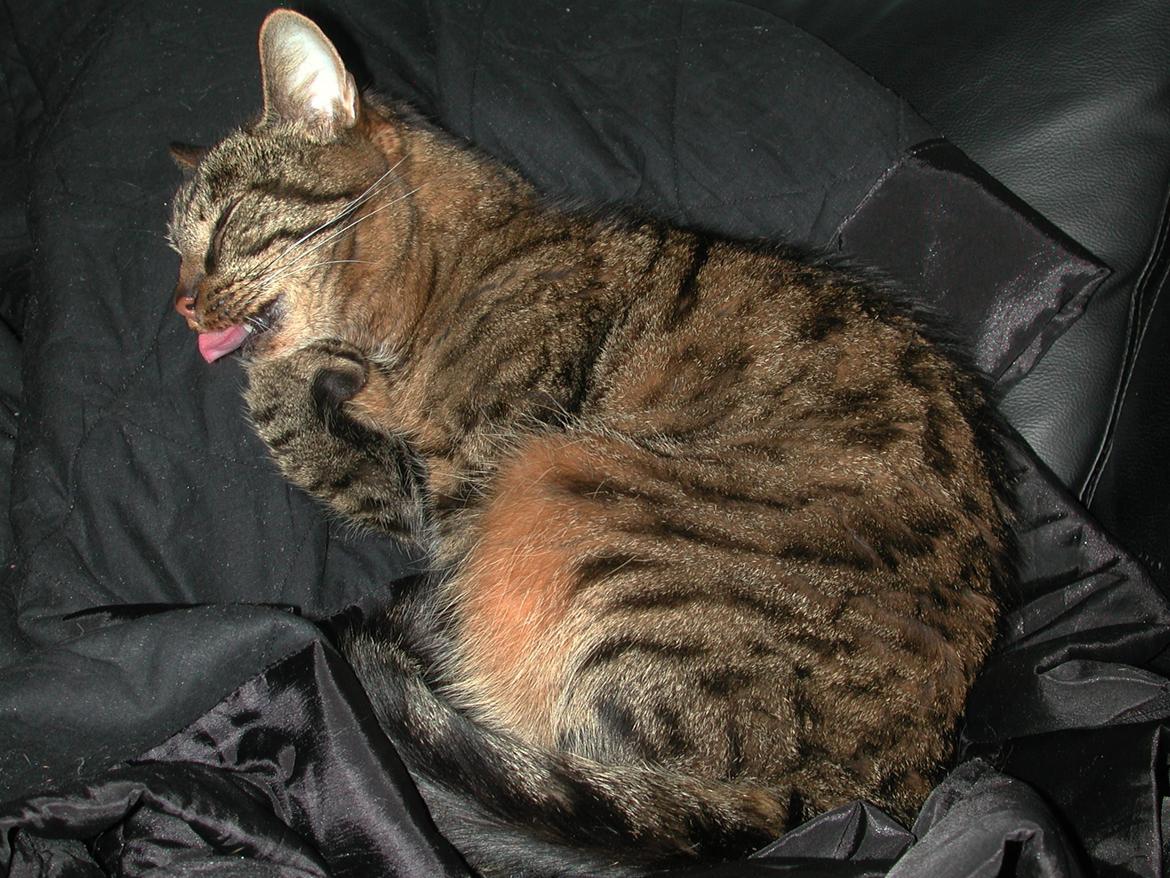 Blanding af racer Fister (hunkat) billede 12