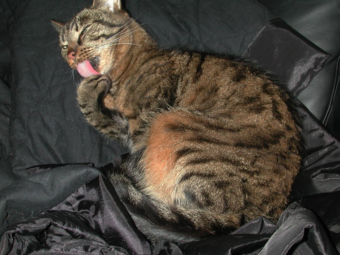 Blanding af racer Fister (hunkat) billede 13