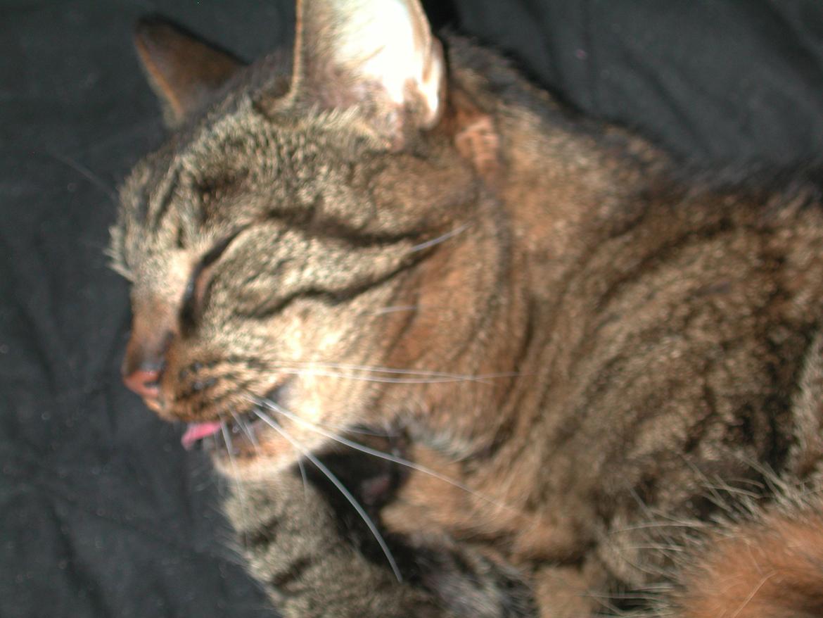 Blanding af racer Fister (hunkat) billede 14