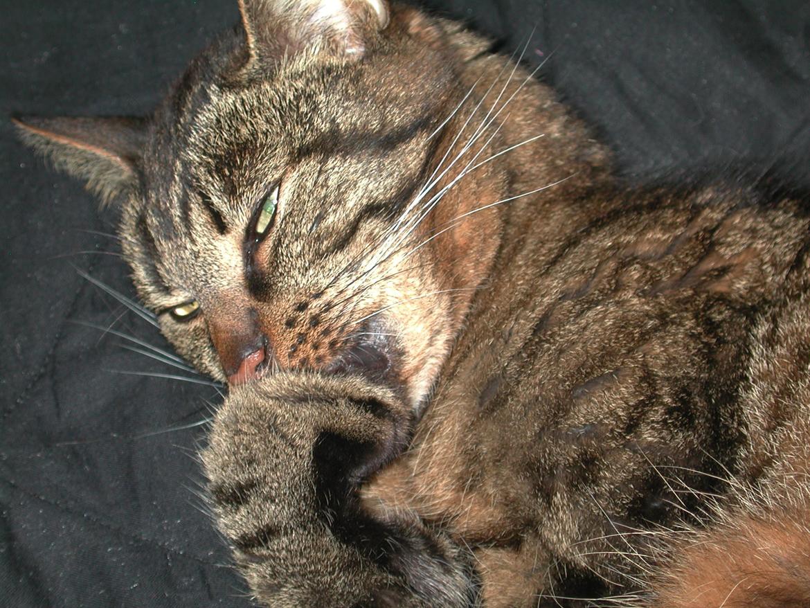 Blanding af racer Fister (hunkat) billede 15