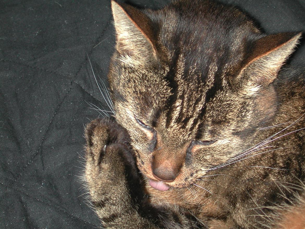 Blanding af racer Fister (hunkat) billede 16