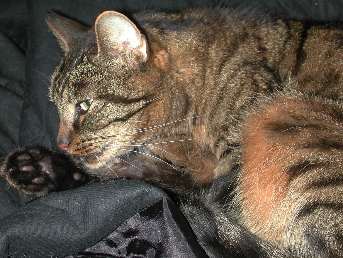 Blanding af racer Fister (hunkat) billede 17