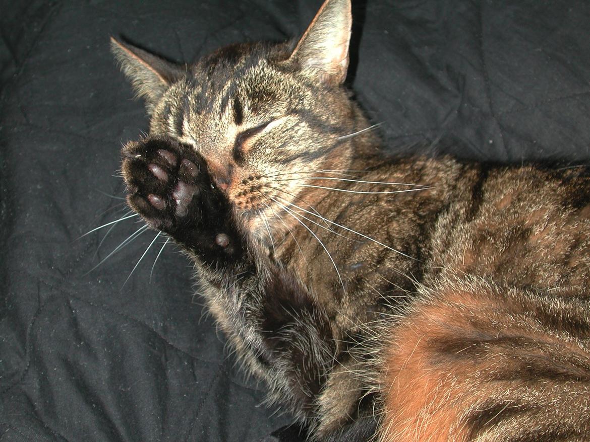 Blanding af racer Fister (hunkat) billede 18