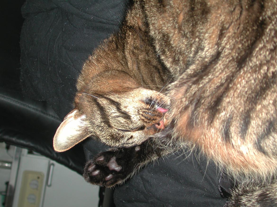 Blanding af racer Fister (hunkat) billede 19