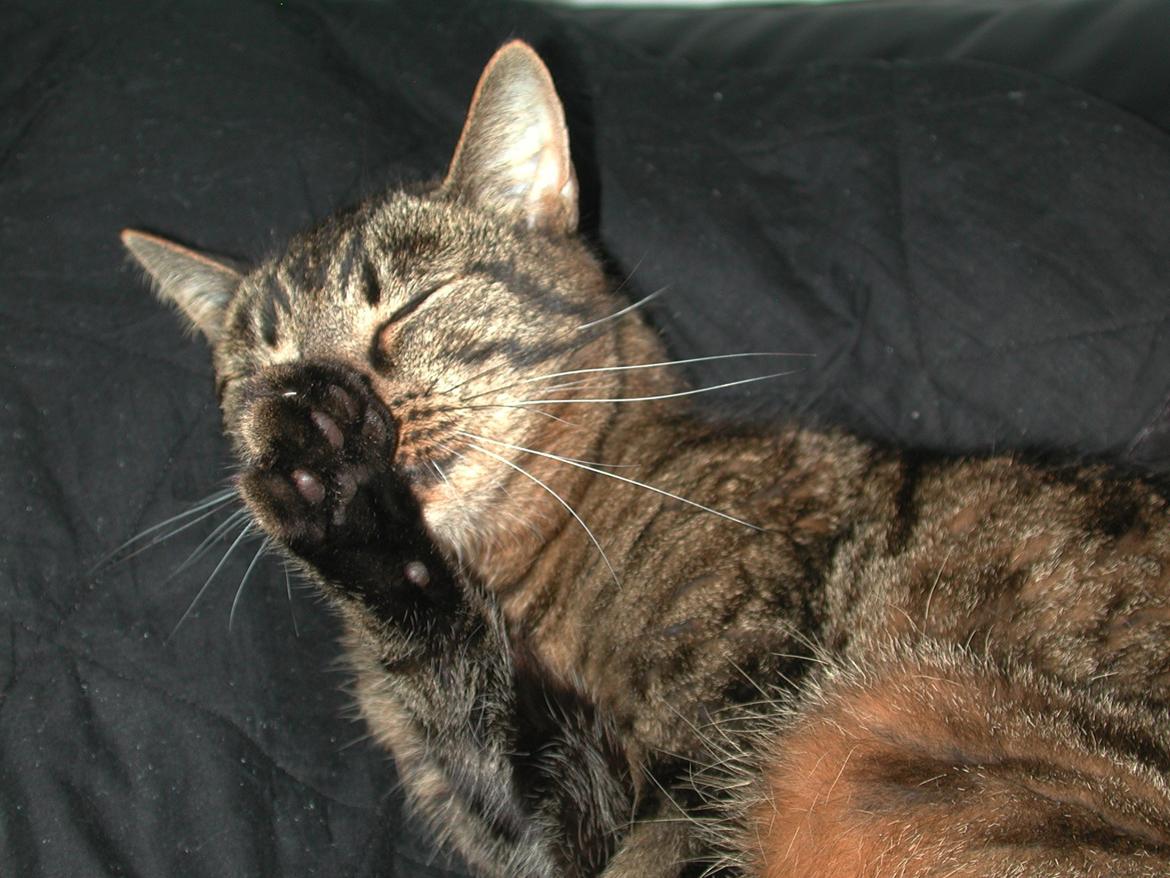 Blanding af racer Fister (hunkat) billede 20