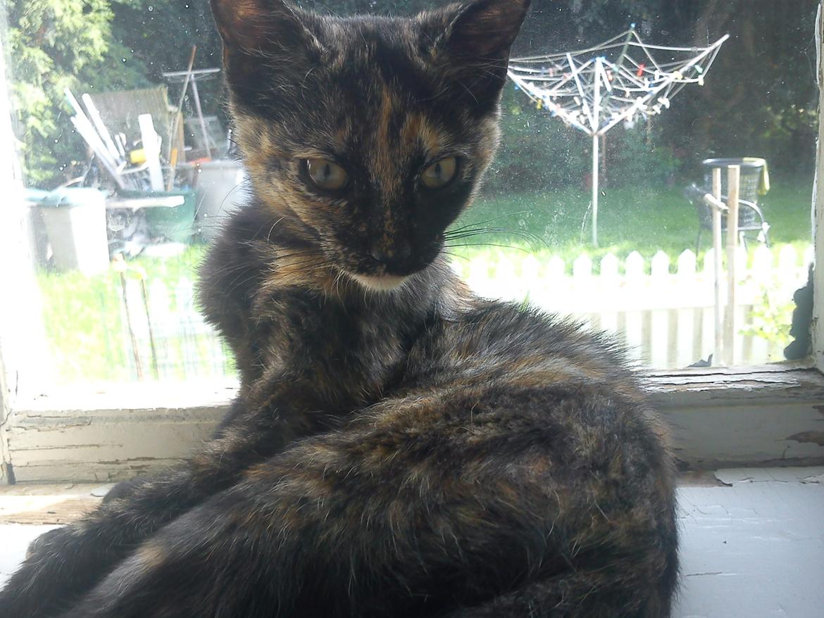 Huskat Bøllemizz billede 26