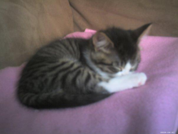 Huskat Sidsel billede 8