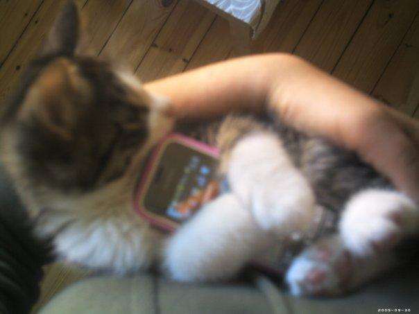 Huskat Sidsel billede 9