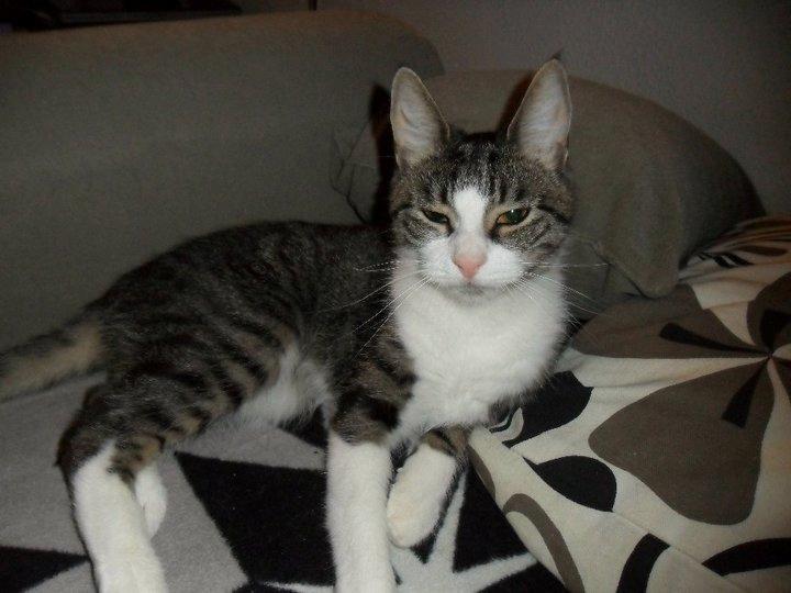 Huskat Sidsel billede 10