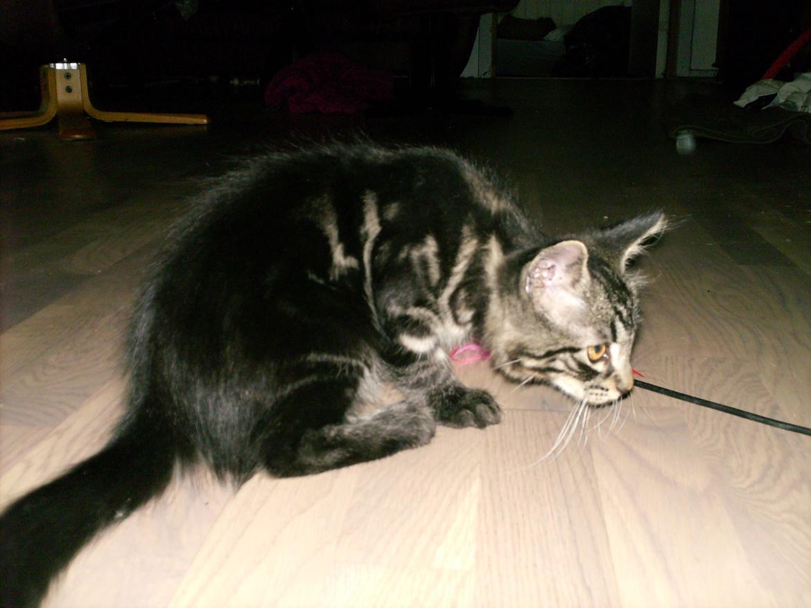 Blanding af racer Mira Solgt billede 2