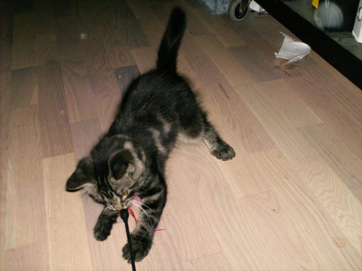 Blanding af racer Mira Solgt billede 3