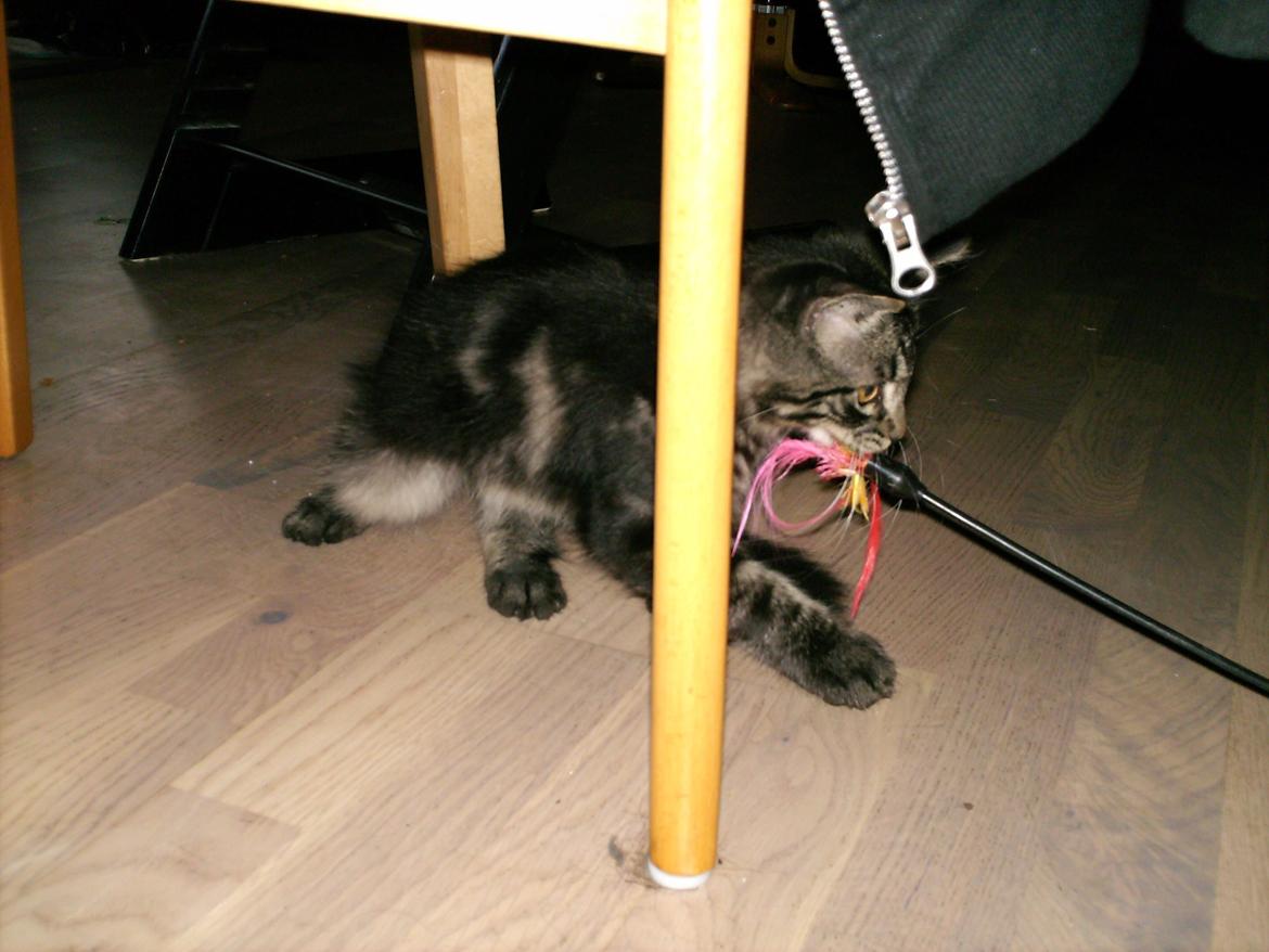 Blanding af racer Mira Solgt billede 4