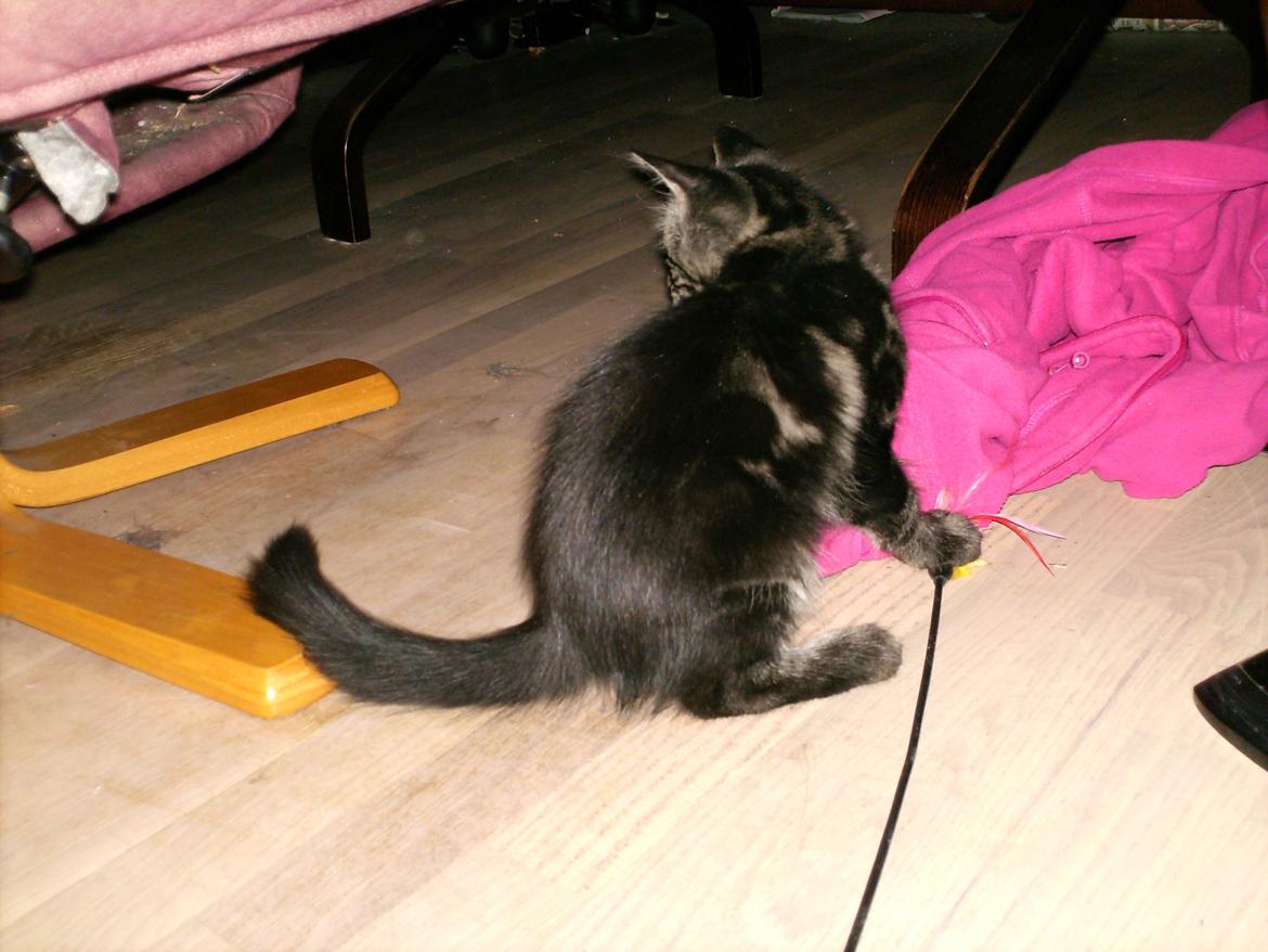 Blanding af racer Mira Solgt billede 5