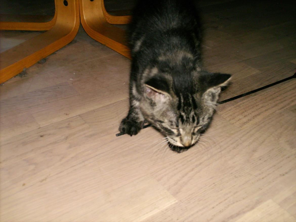 Blanding af racer Mira Solgt billede 6