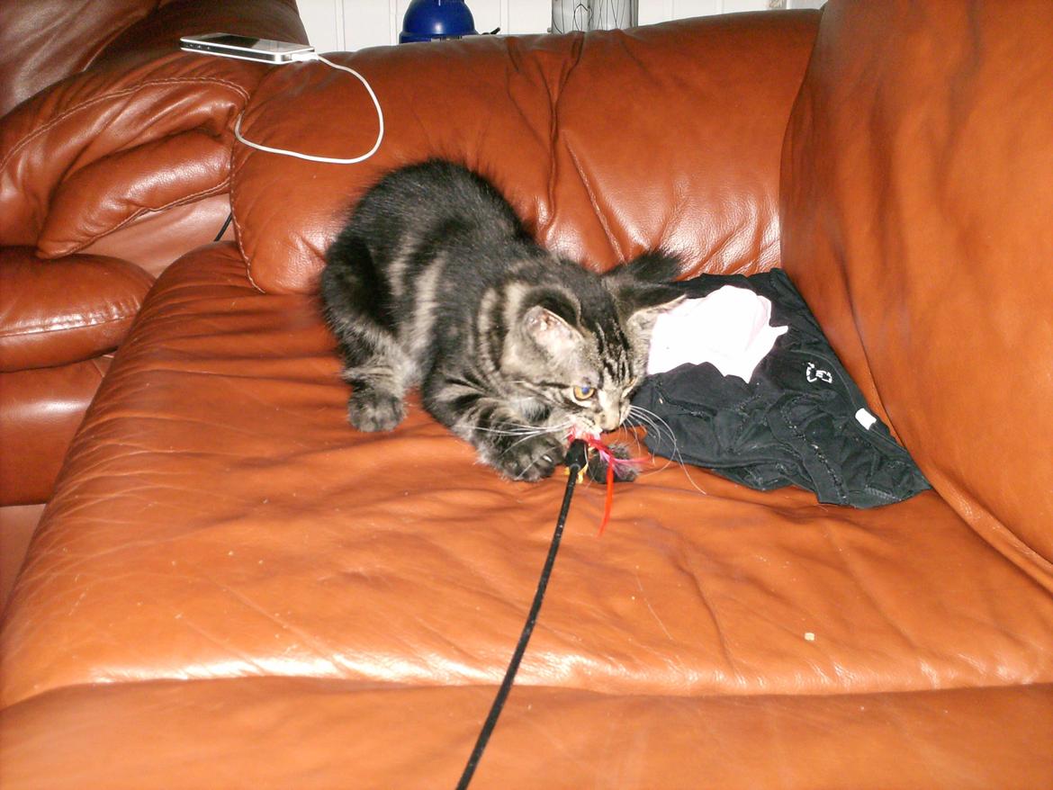 Blanding af racer Mira Solgt billede 7