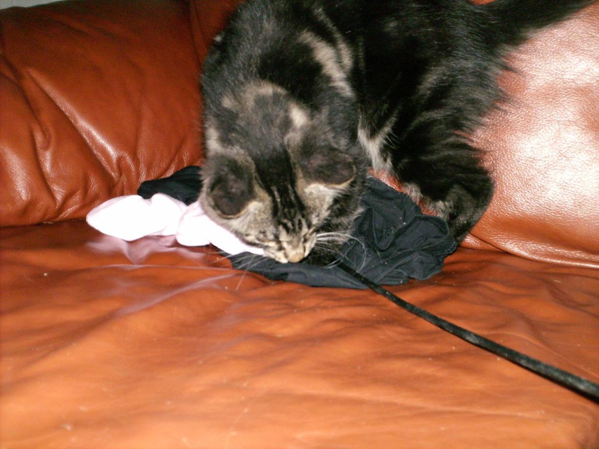 Blanding af racer Mira Solgt billede 8